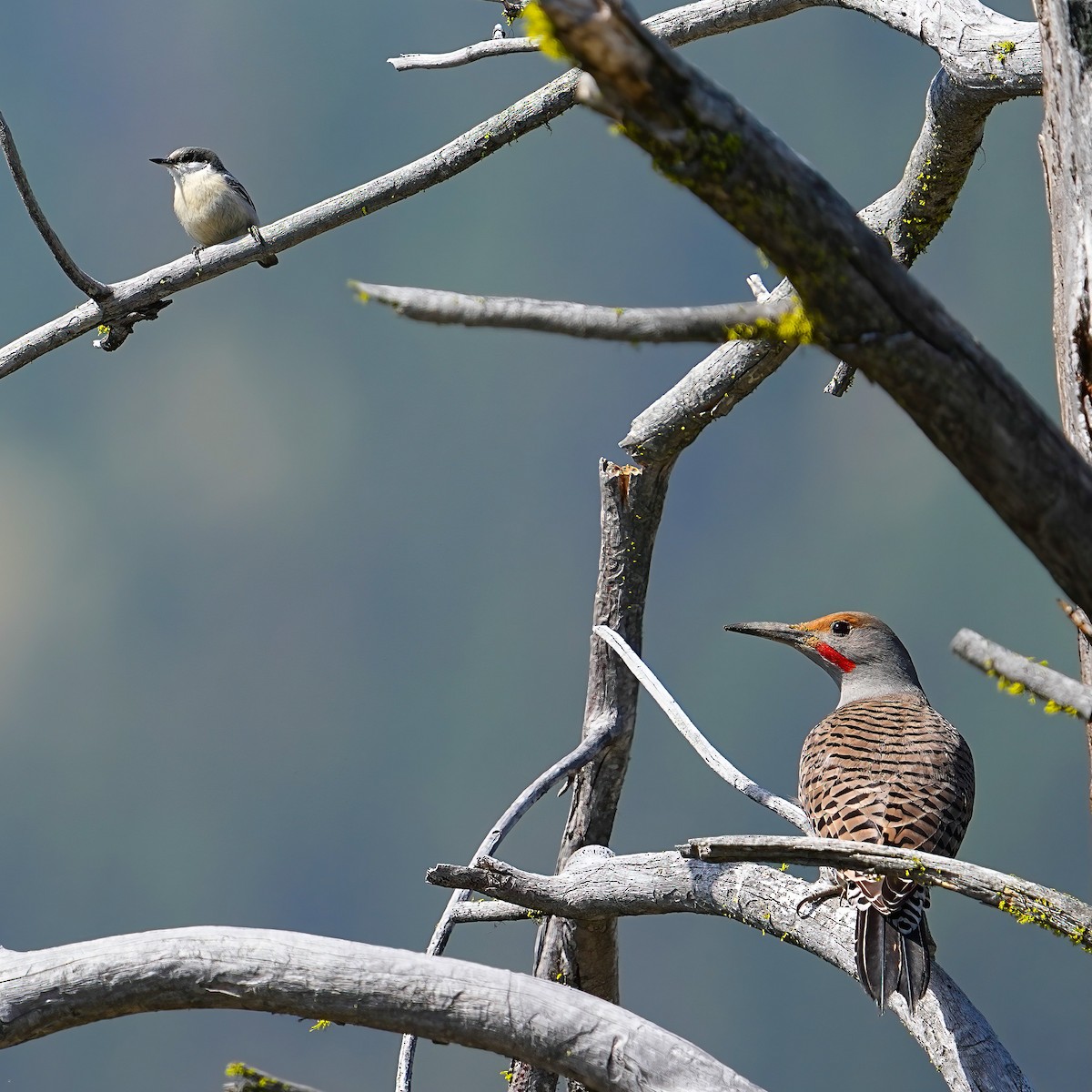 Northern Flicker - ML634613986