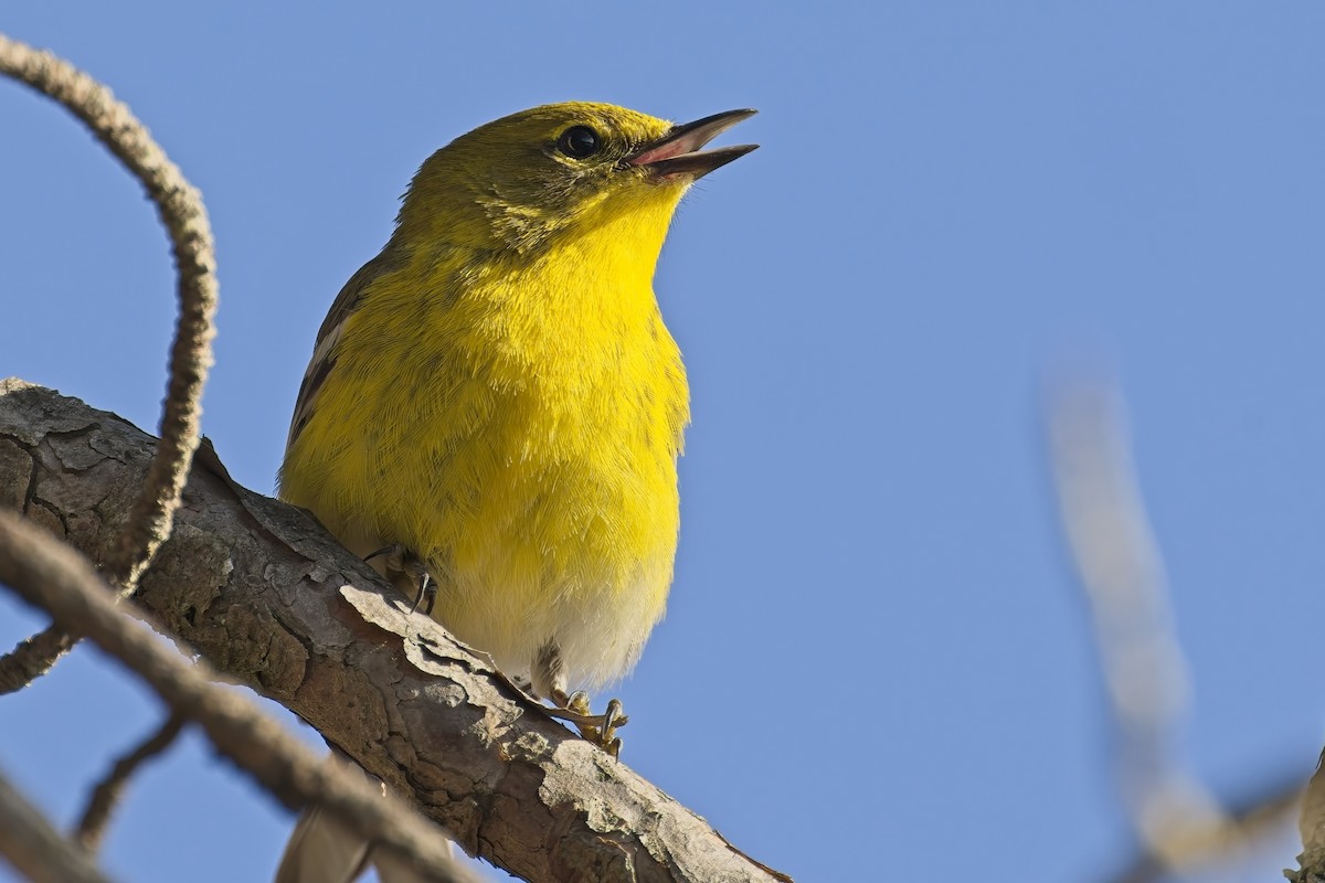 Pine Warbler - ML634614065