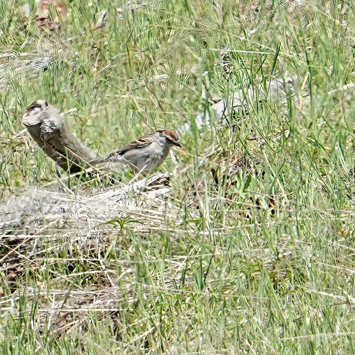 Chipping Sparrow - ML634614066