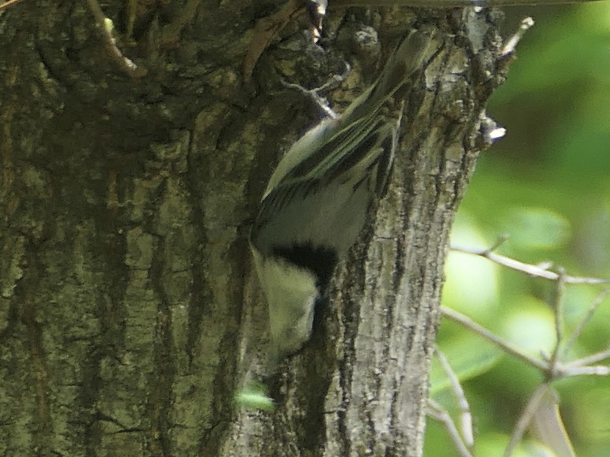 White-breasted Nuthatch - ML634614085