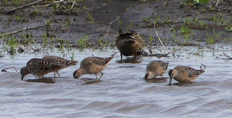 Long-billed Dowitcher - ML634614124