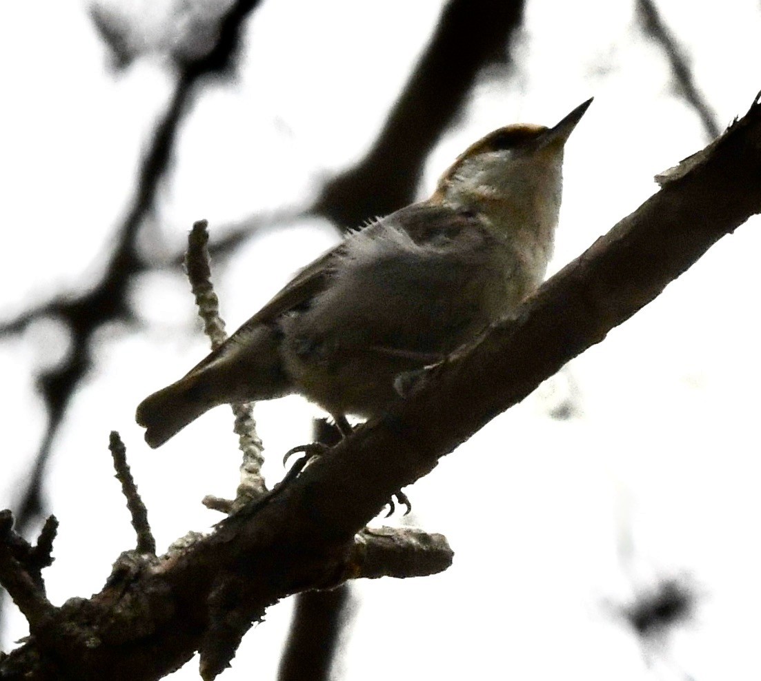 Brown-headed Nuthatch - ML634614127
