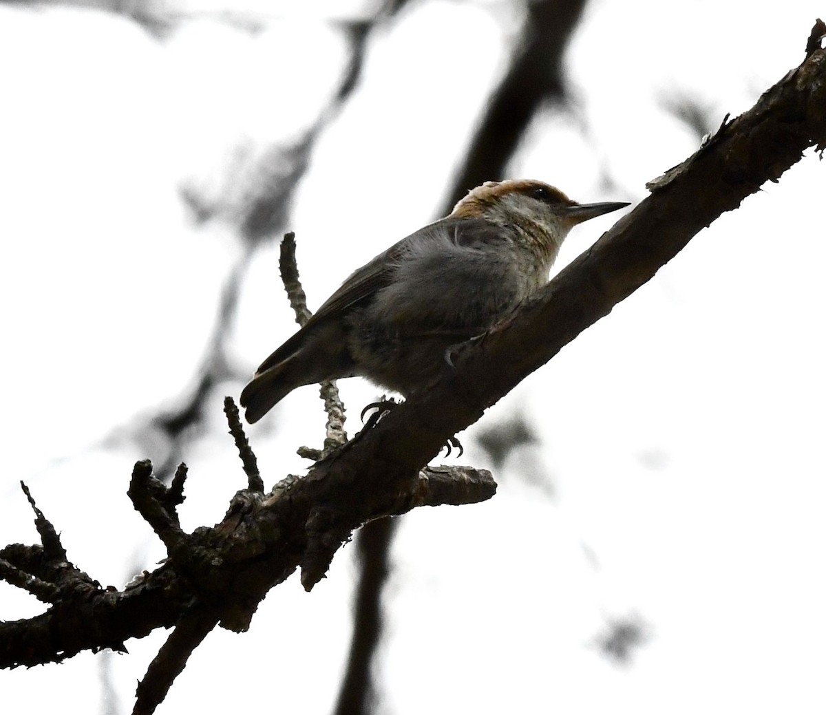 Brown-headed Nuthatch - ML634614128