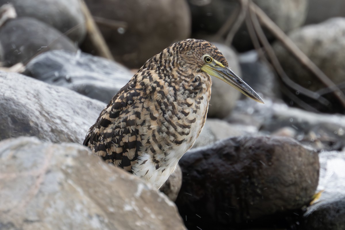Fasciated Tiger-Heron - ML634614301