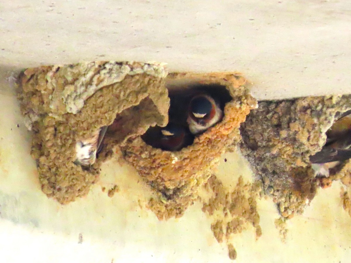 Cliff Swallow - ML634614306