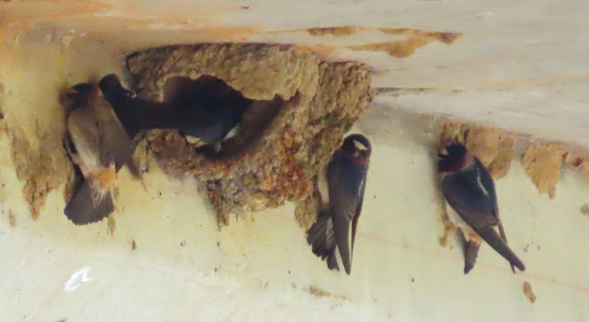 Cliff Swallow - ML634614307