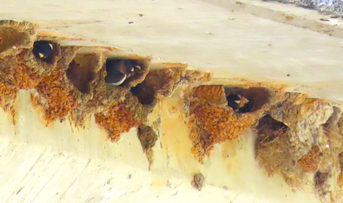 Cliff Swallow - ML634614308