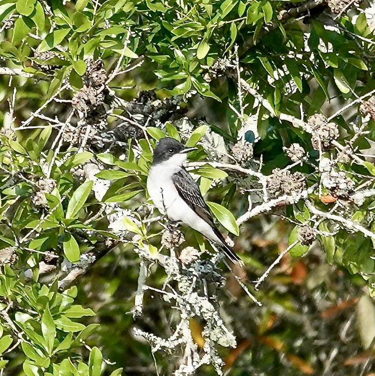 Eastern Kingbird - ML634614480