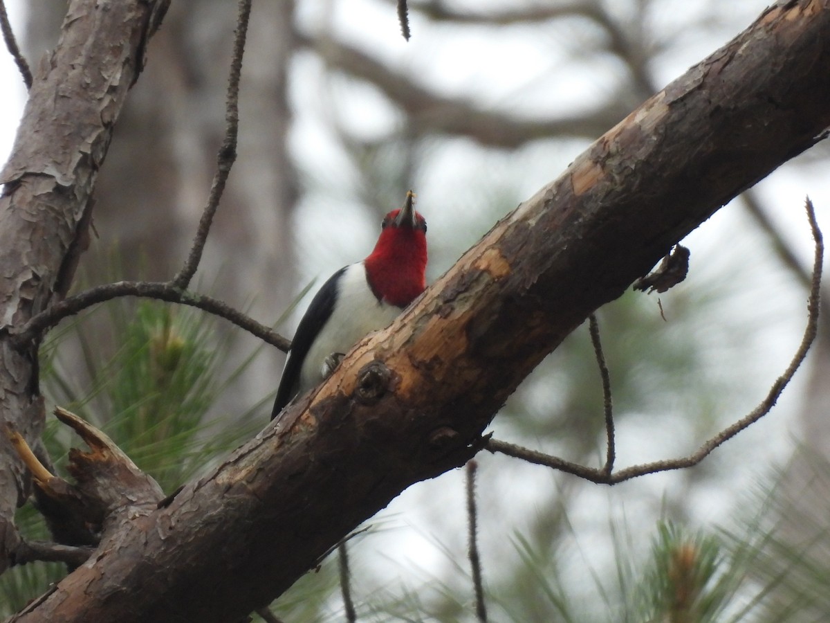 Red-headed Woodpecker - ML634614526