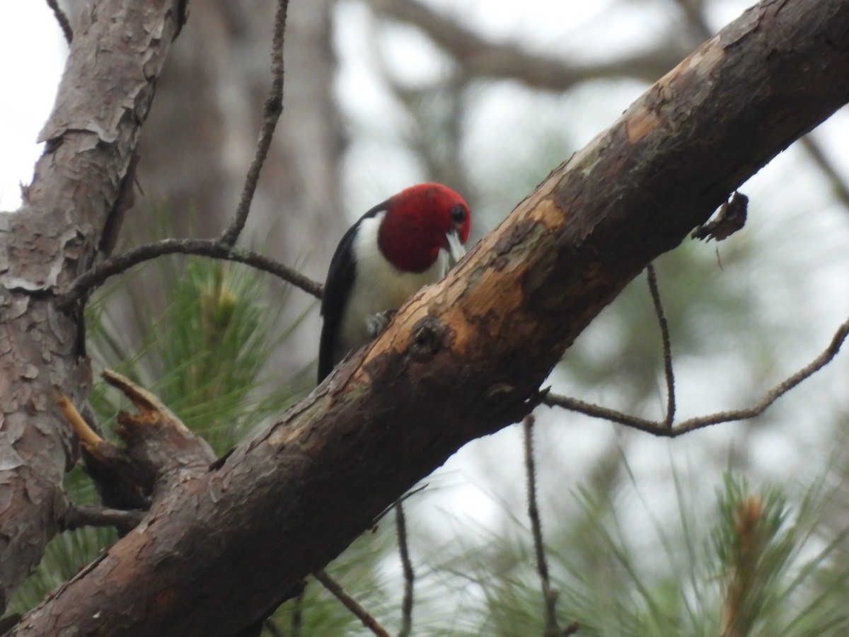 Red-headed Woodpecker - ML634614527