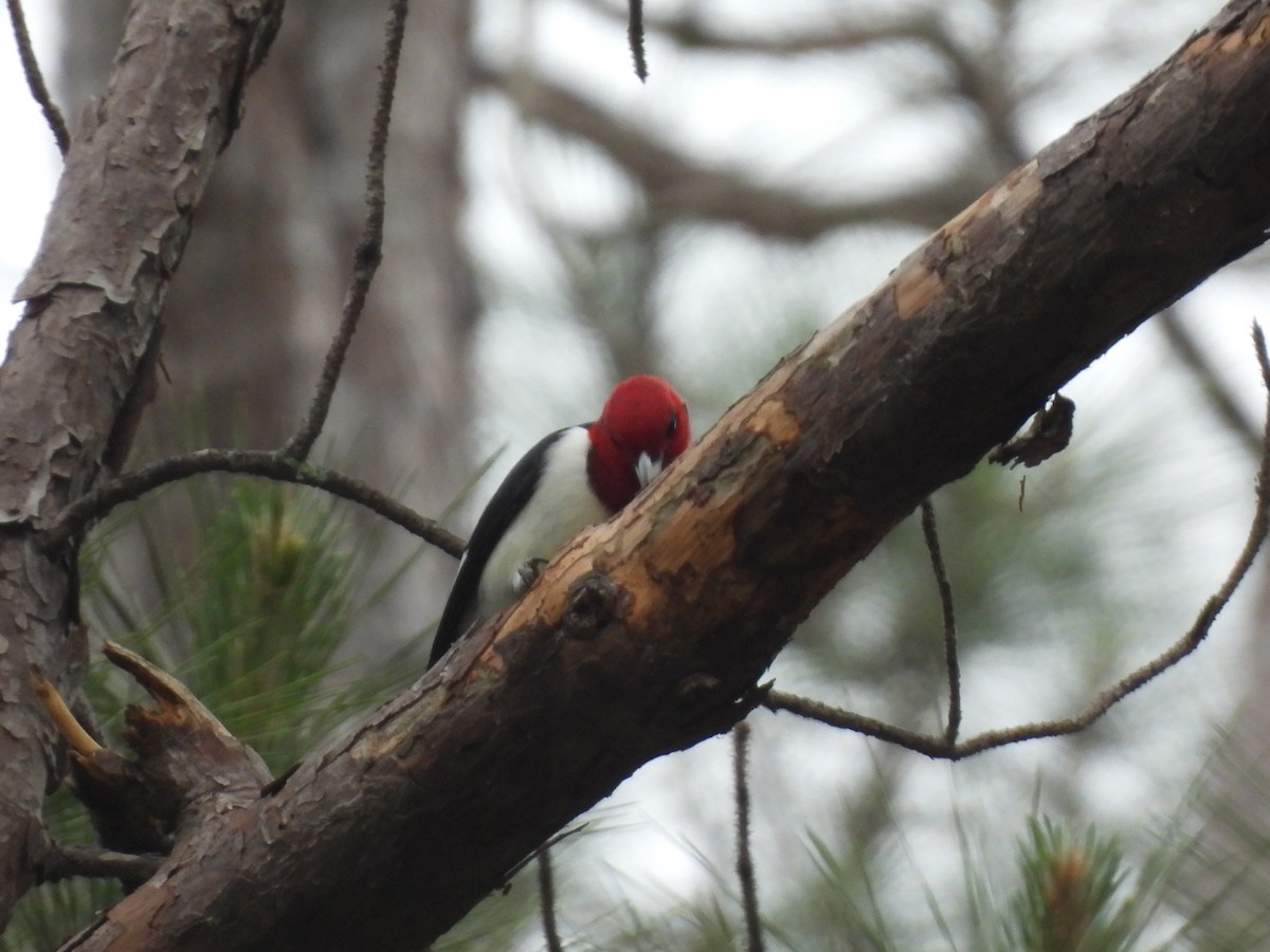 Red-headed Woodpecker - ML634614531