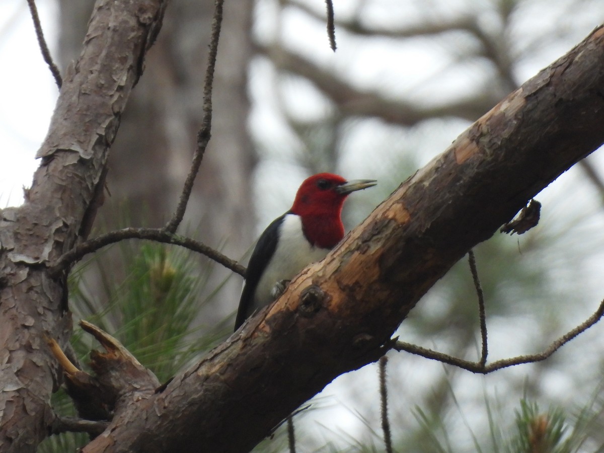 Red-headed Woodpecker - ML634614532