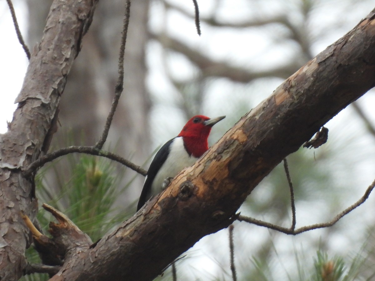 Red-headed Woodpecker - ML634614536