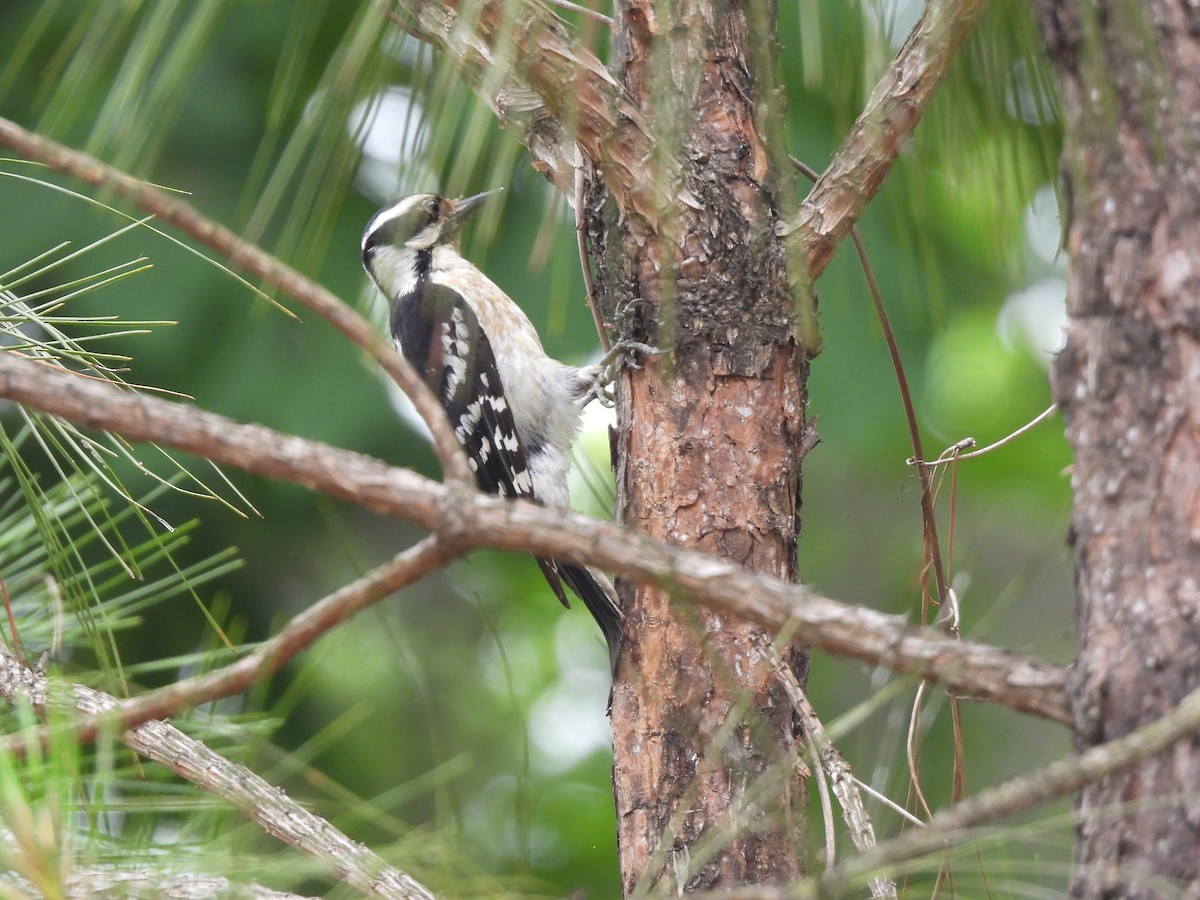 Hairy Woodpecker - ML634614547