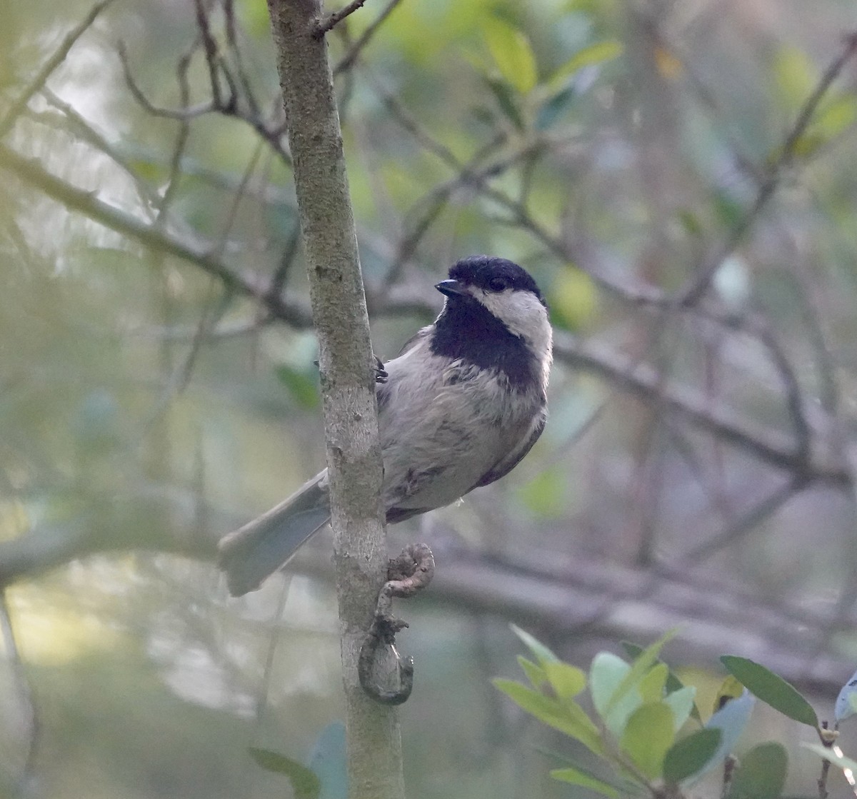 Carolina Chickadee - ML634614552