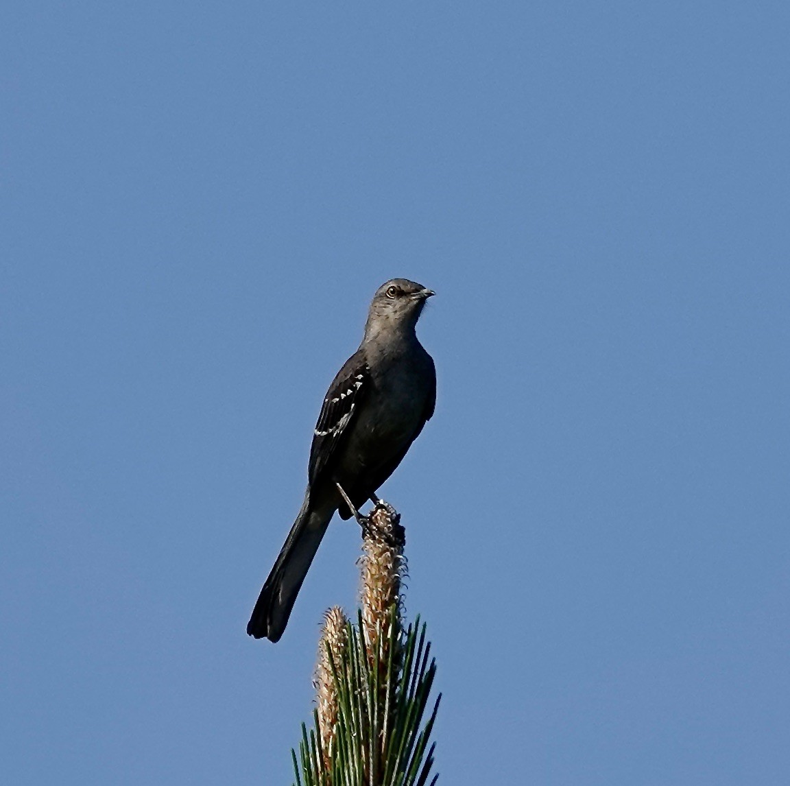 Northern Mockingbird - ML634614569