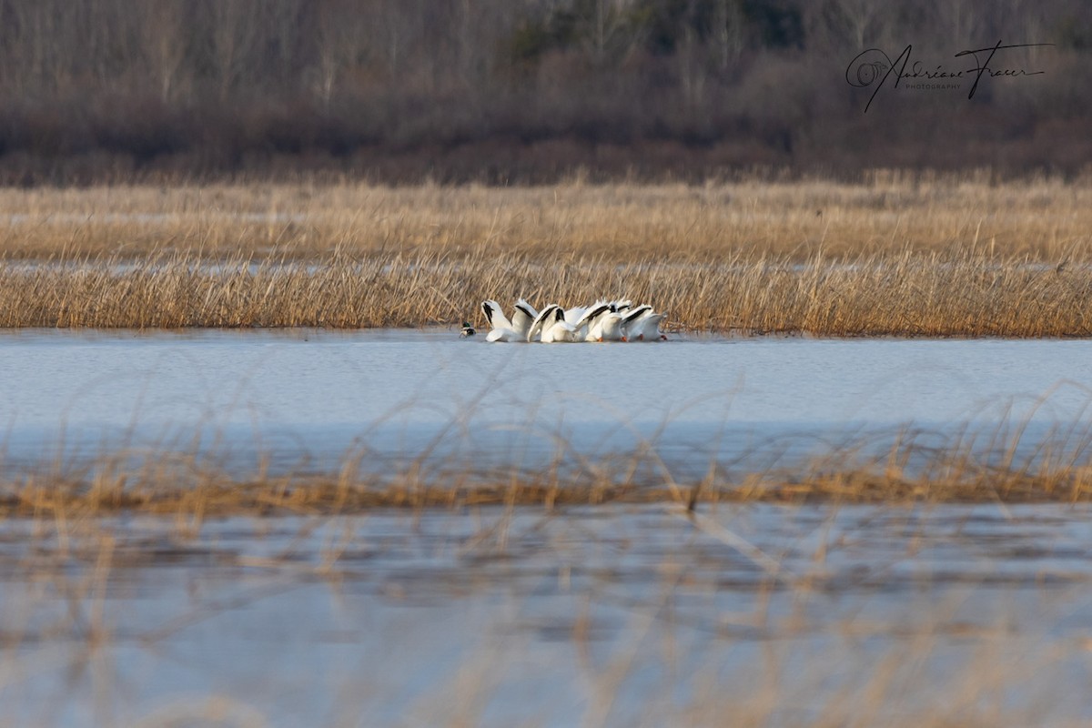 American White Pelican - ML634614600
