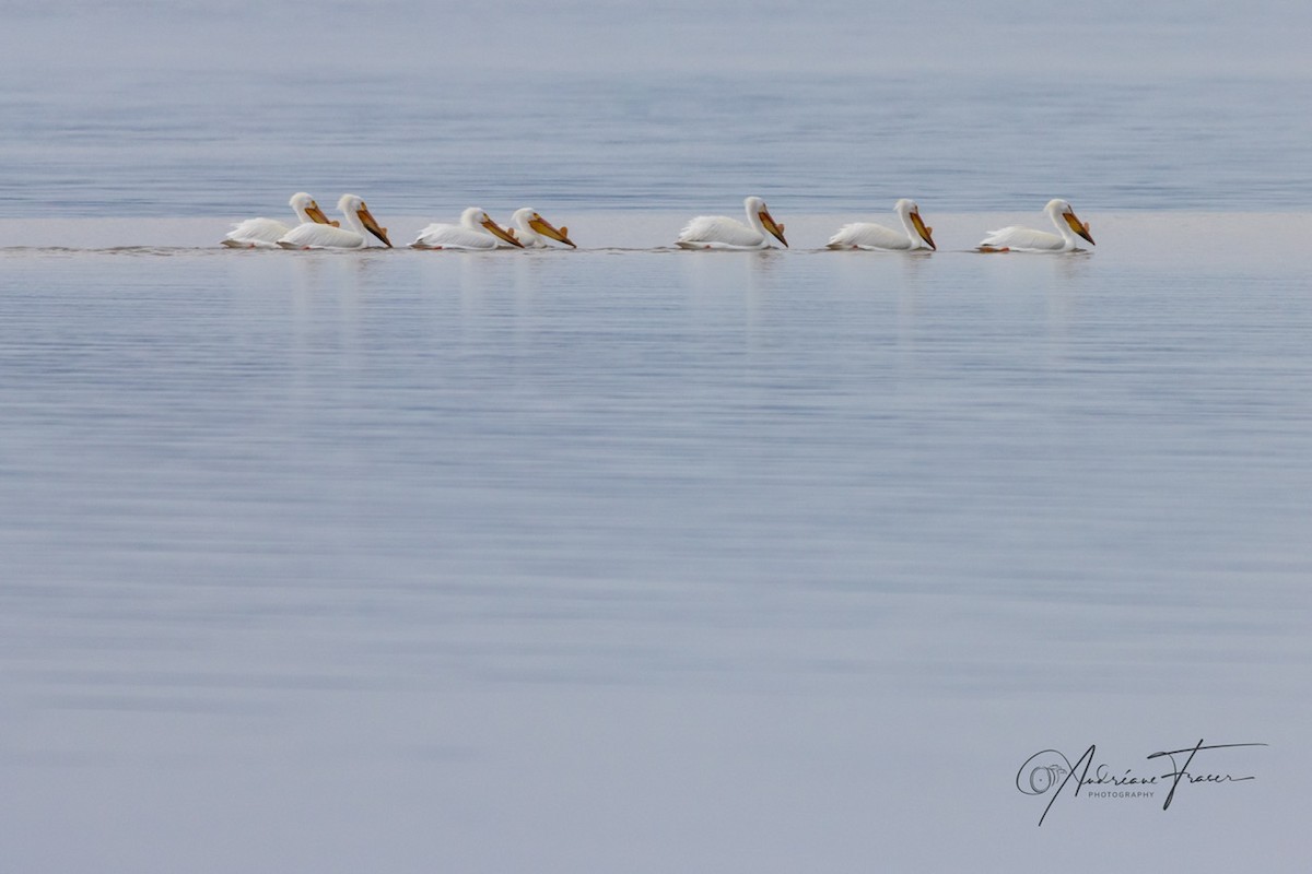 American White Pelican - ML634614601