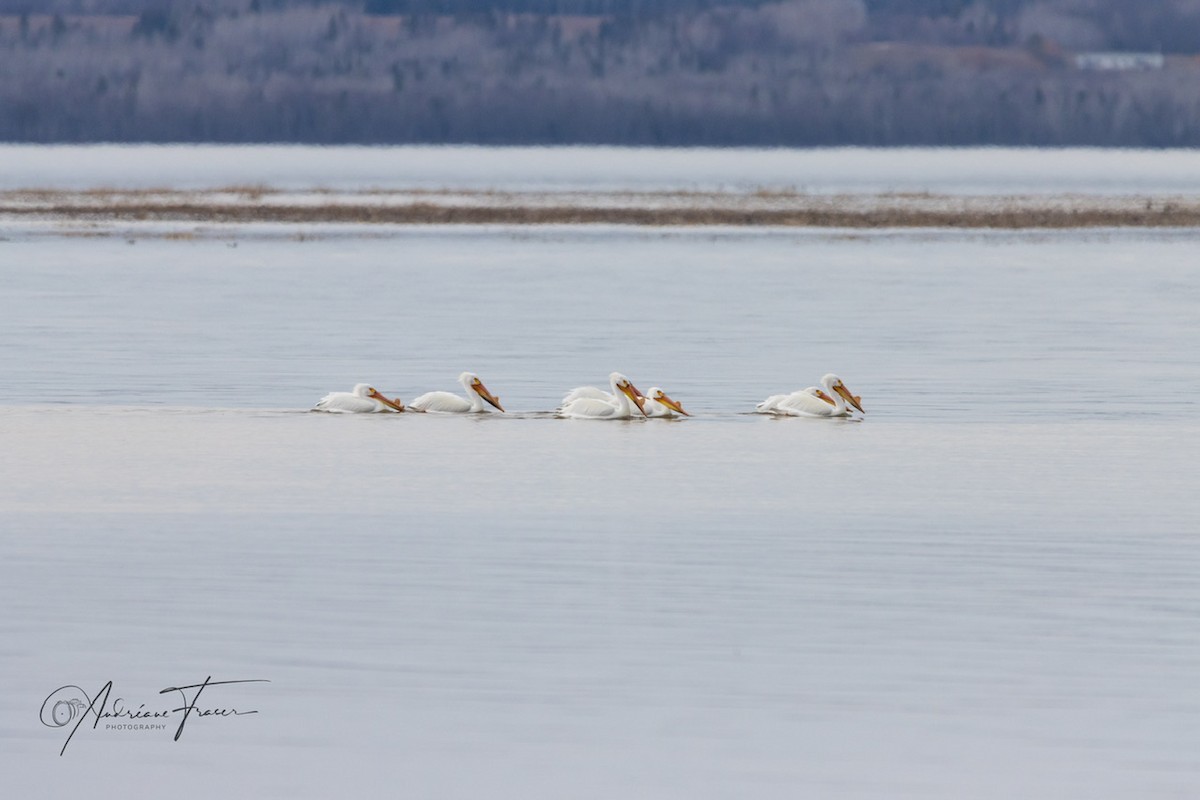 American White Pelican - ML634614602