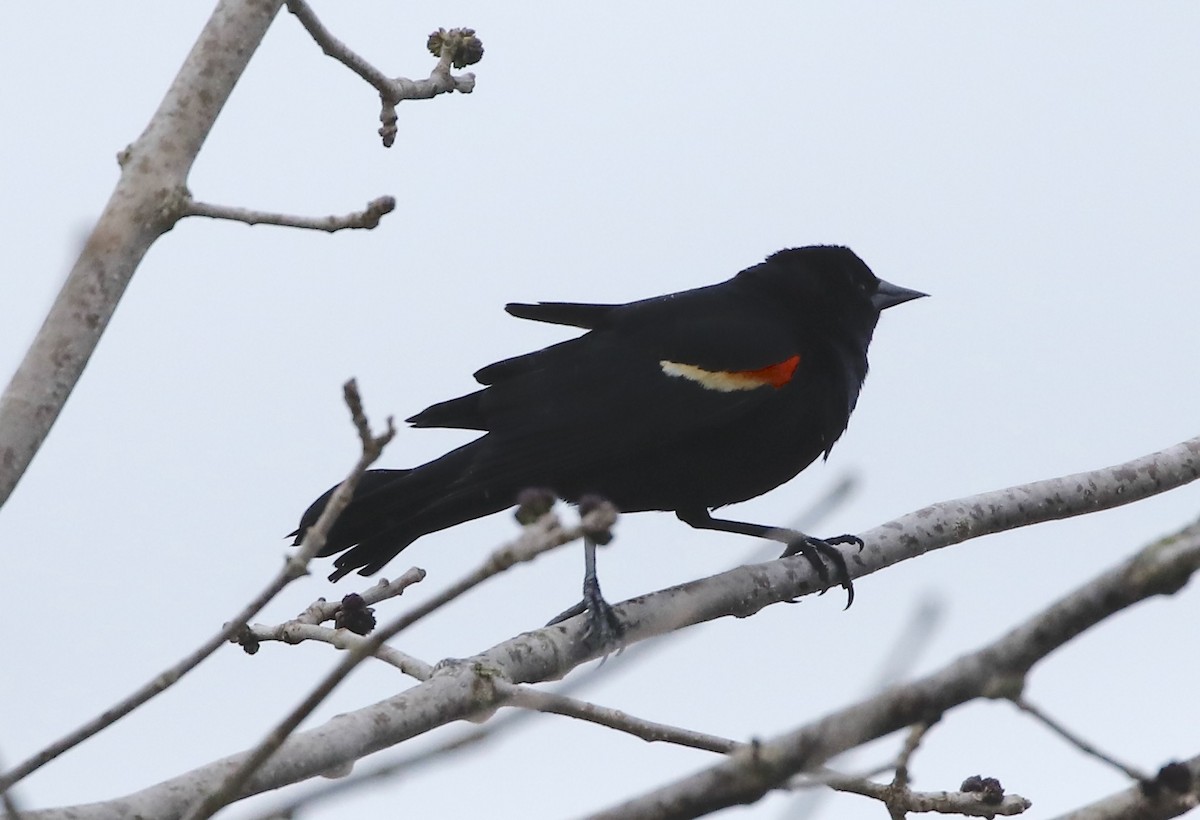 Al Kanatlı Karatavuk [phoeniceus grubu] - ML634614645