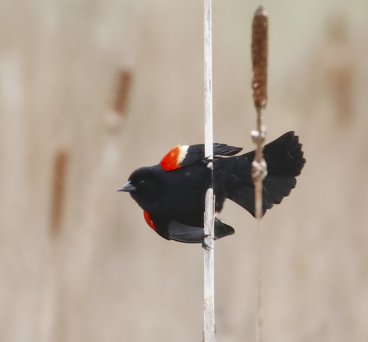 Al Kanatlı Karatavuk [phoeniceus grubu] - ML634614648
