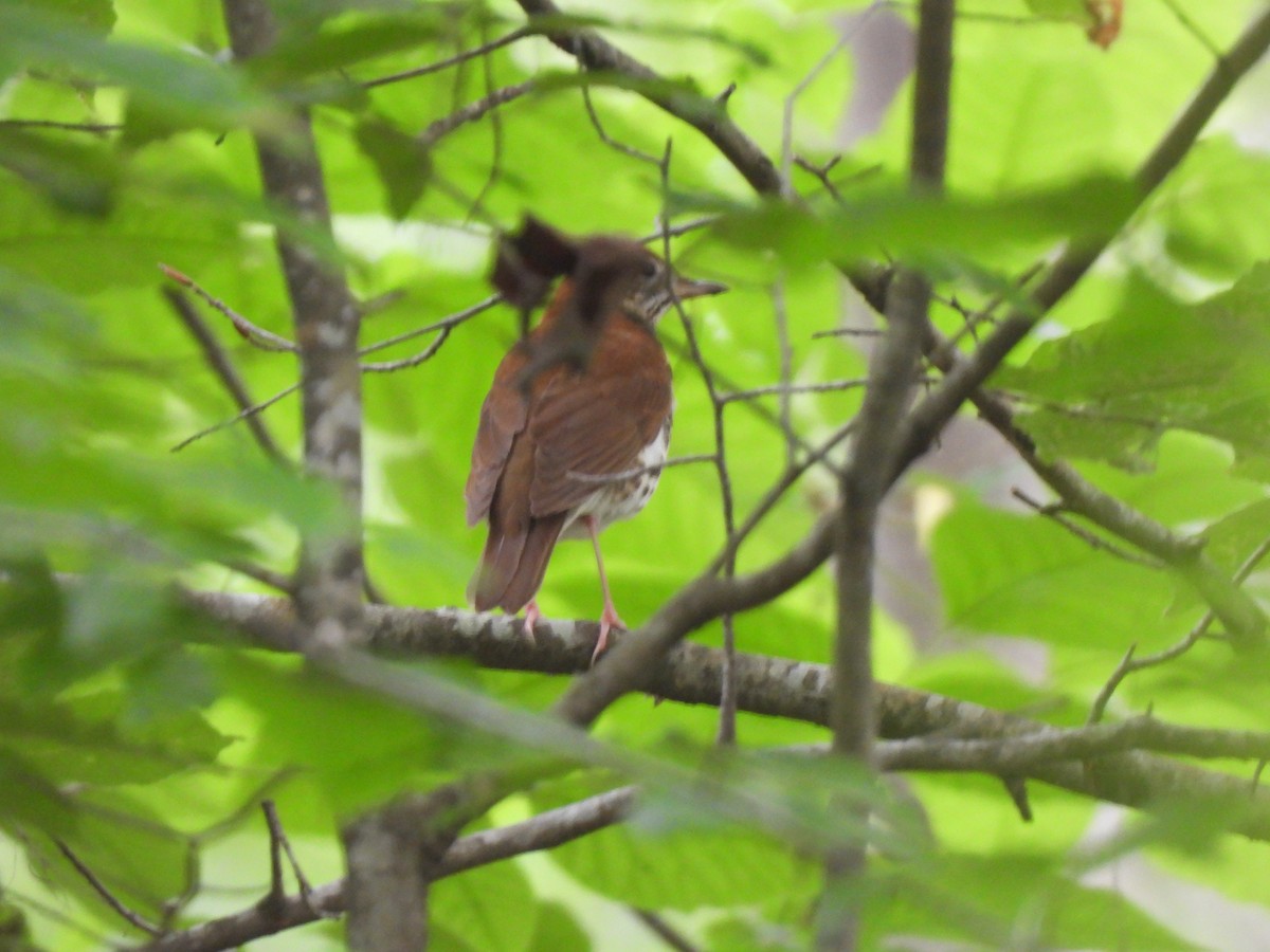Wood Thrush - ML634614720