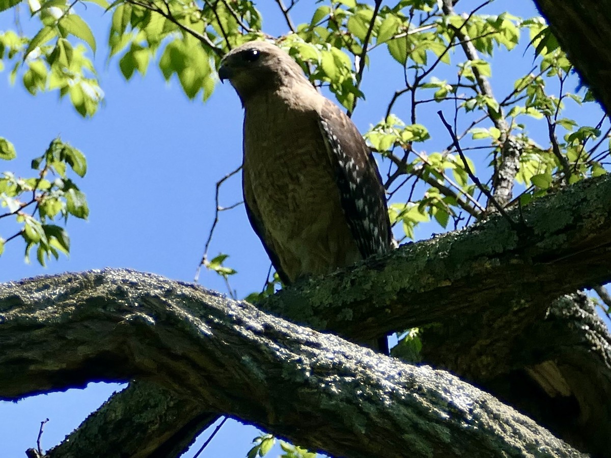 káně páskovaná - ML634614730