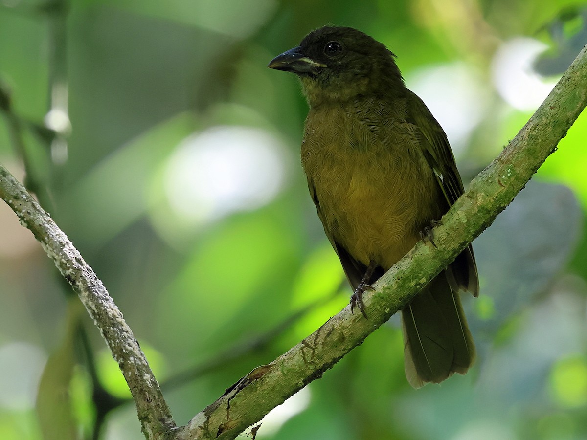 Ochre-breasted Tanager - ML634614760