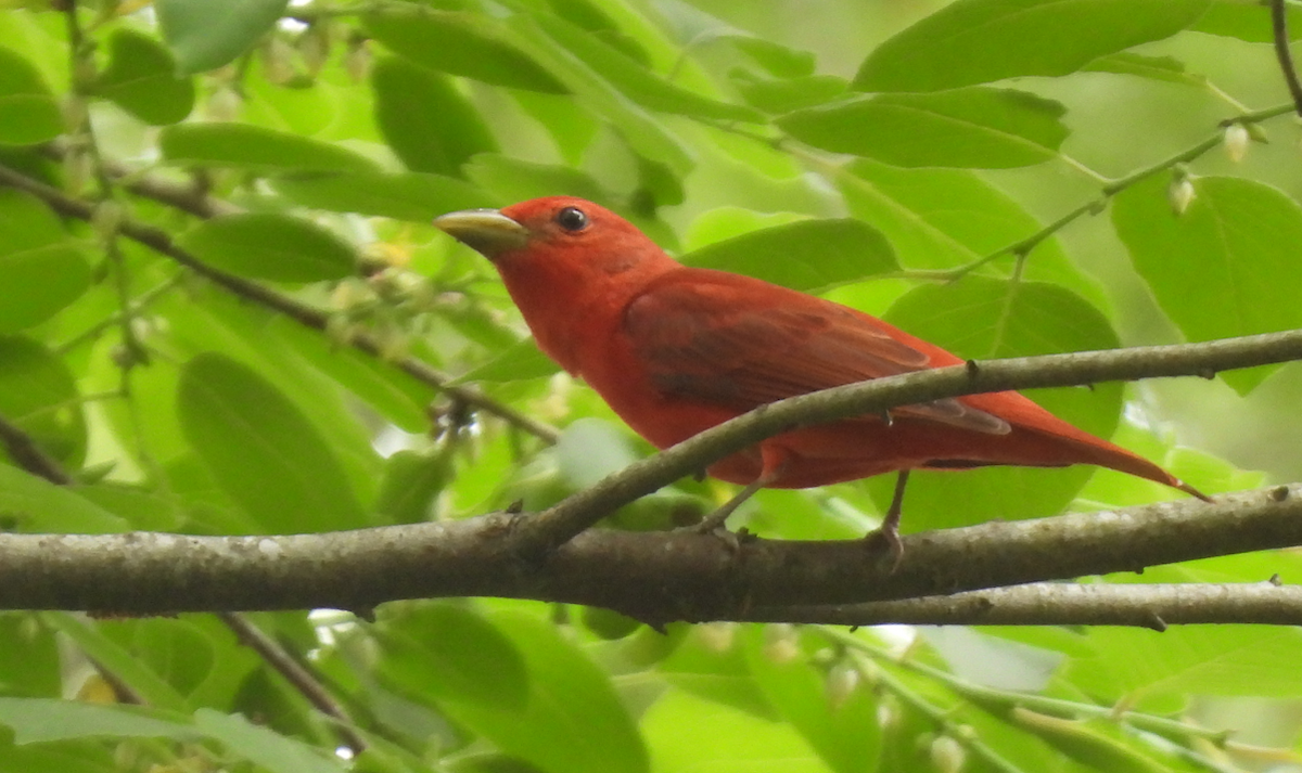 Summer Tanager - ML634614775