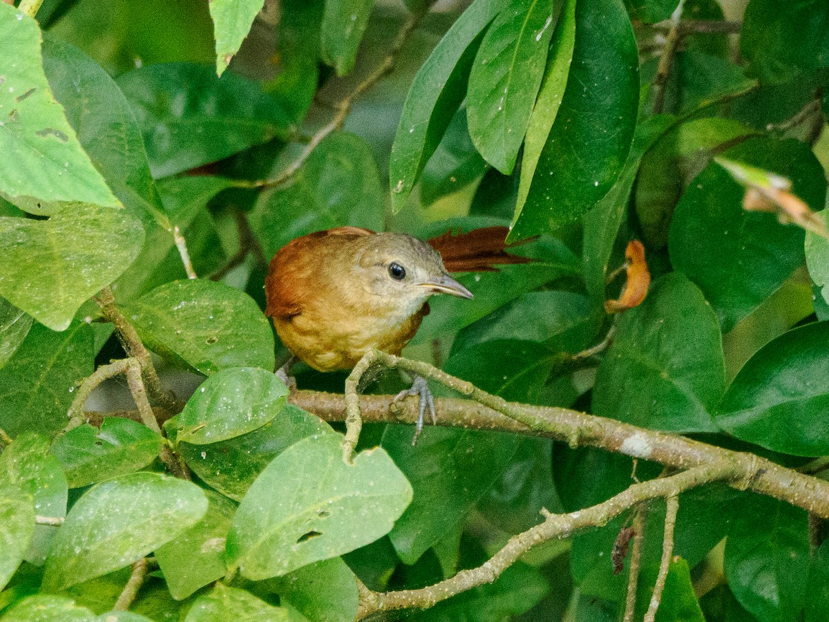 White-lored Spinetail - ML634614856