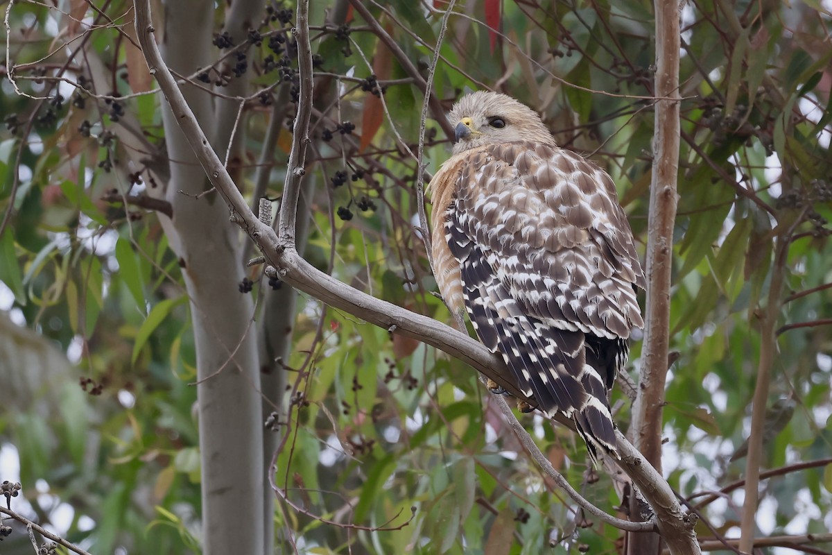Red-shouldered Hawk (elegans) - ML634614866