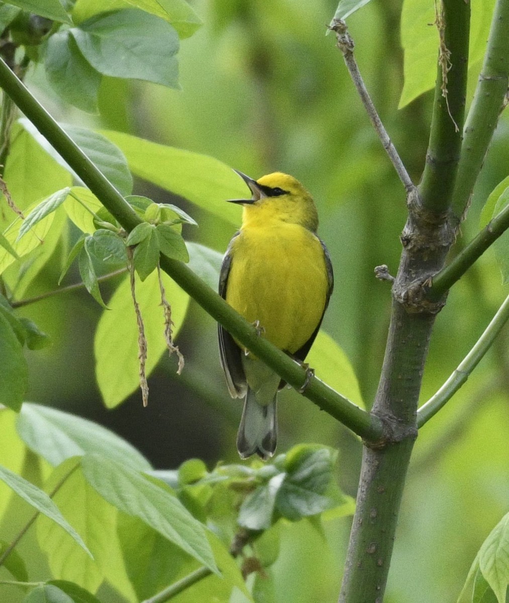 Blue-winged Warbler - ML634614907