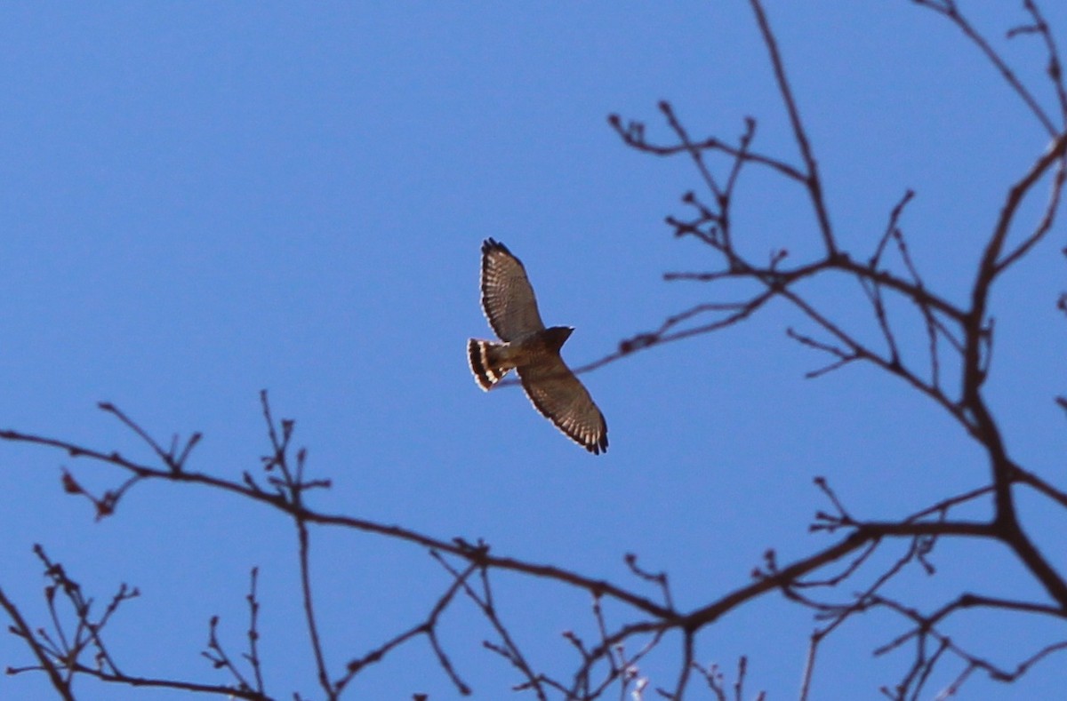 Broad-winged Hawk - ML634614913