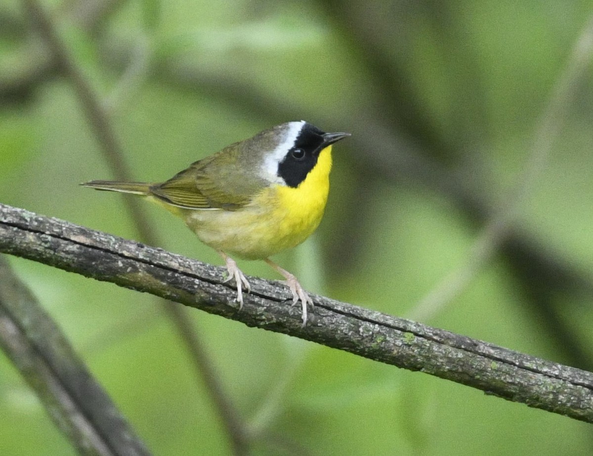Common Yellowthroat - ML634614920