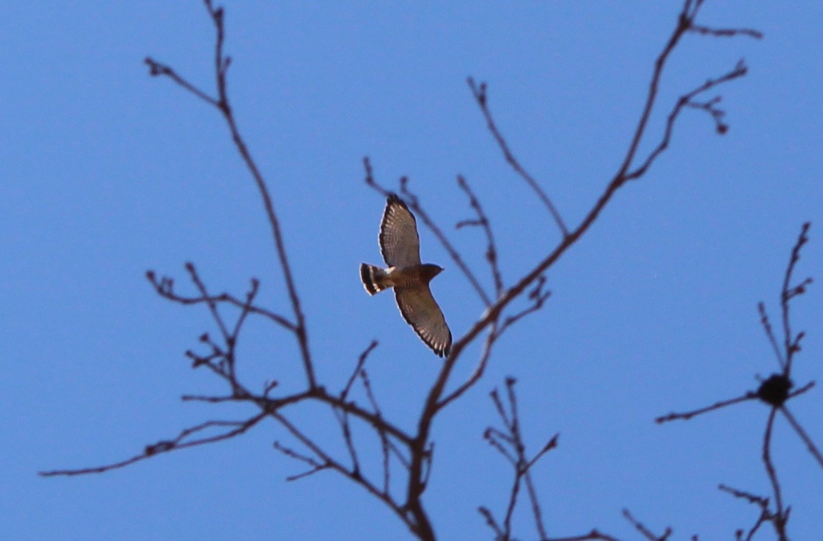 Broad-winged Hawk - ML634614924