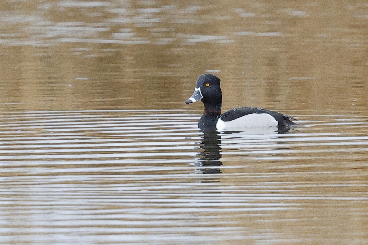 Ring-necked Duck - ML634614959