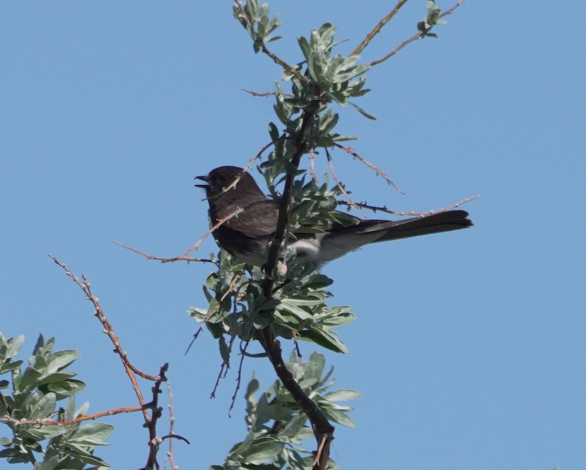 Black Phoebe - ML634614979