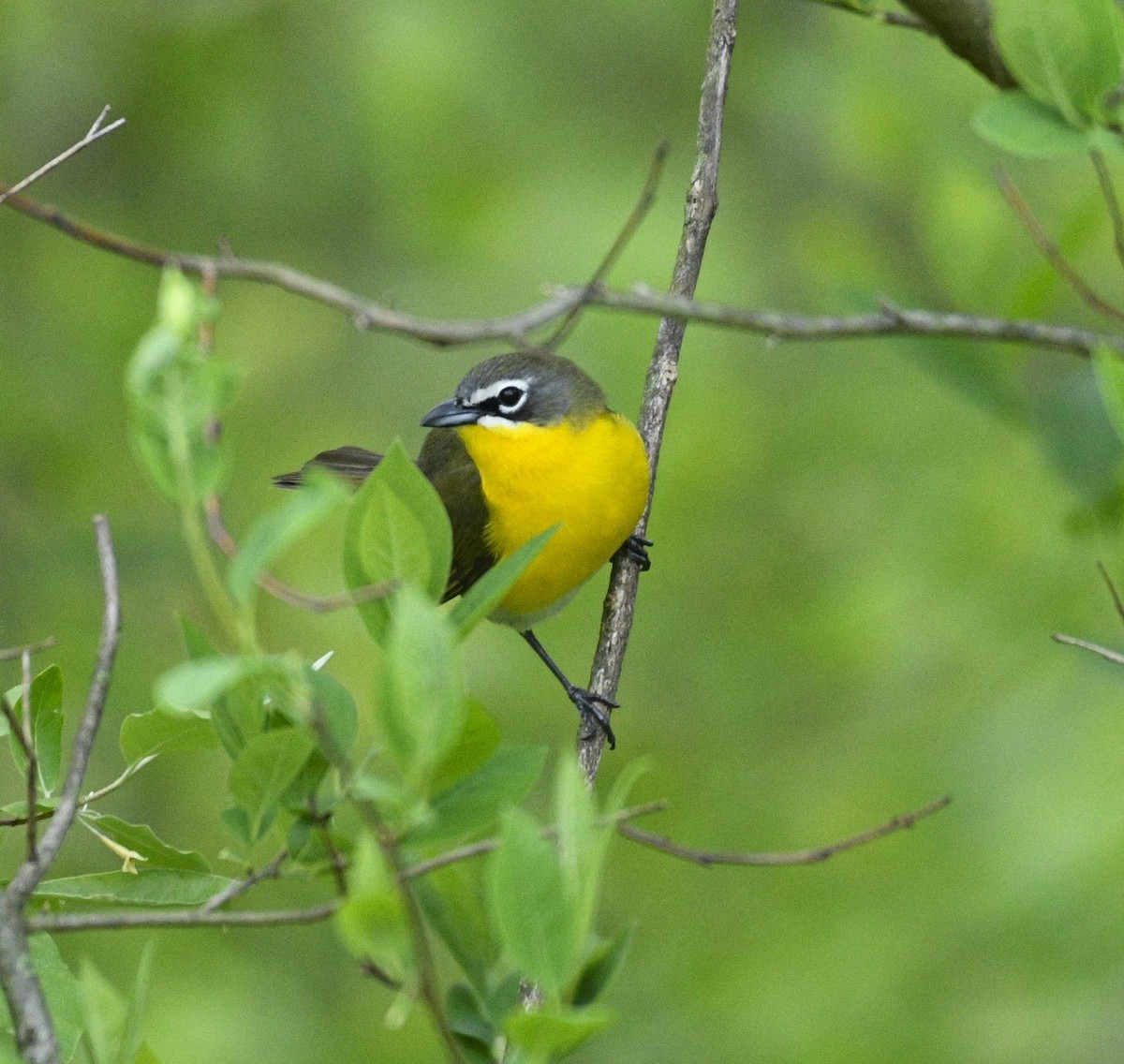 Yellow-breasted Chat - ML634614995