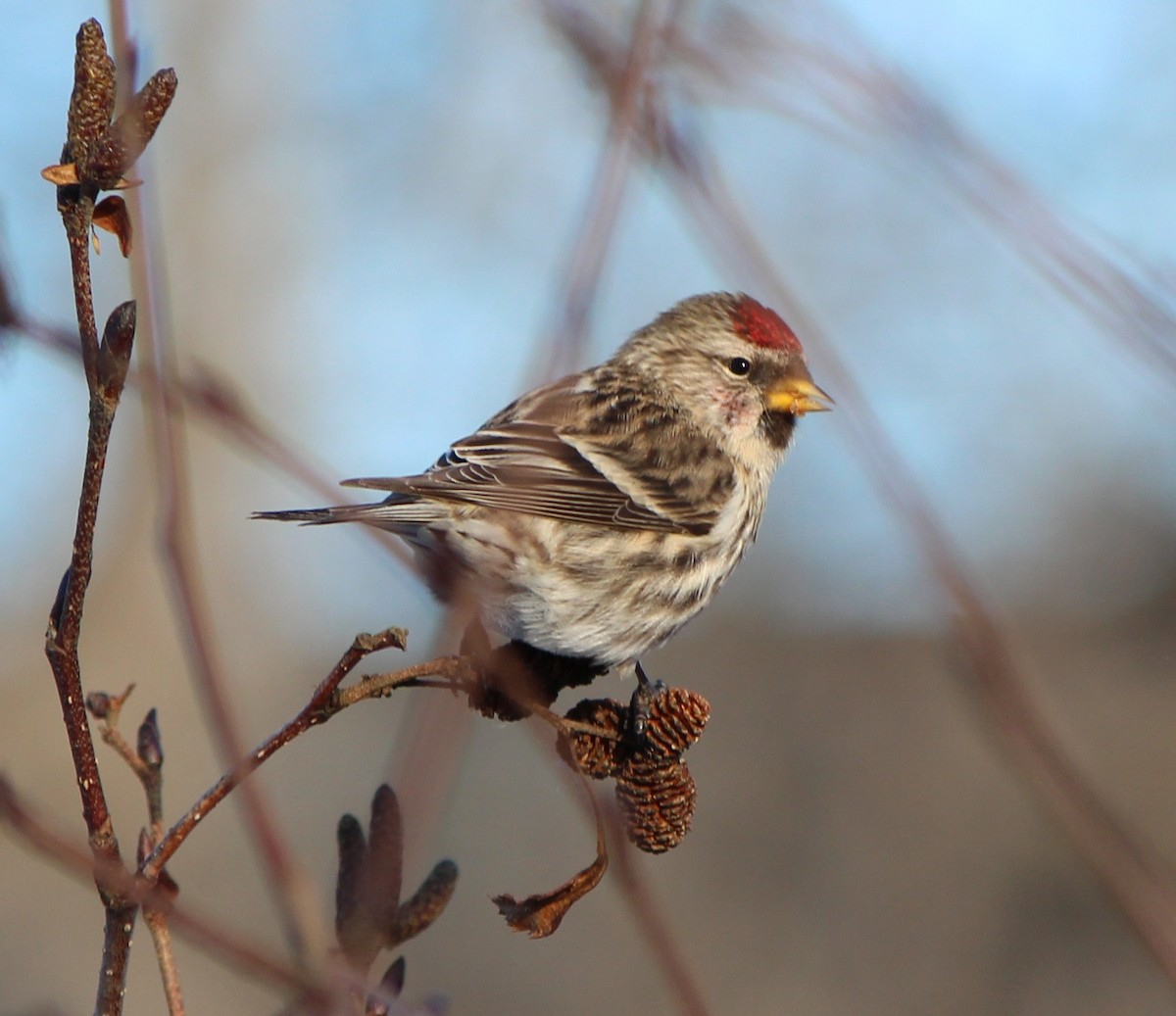 Redpoll (Common) - ML634615022
