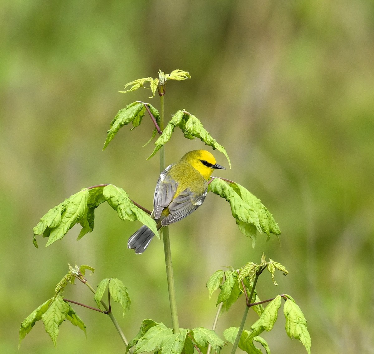Blue-winged Warbler - ML634615134