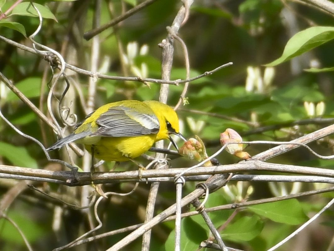 Blue-winged Warbler - ML634615142