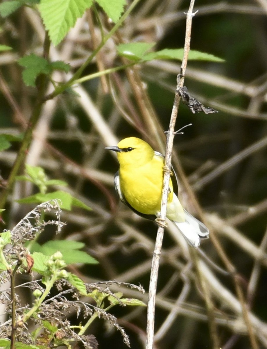 Blue-winged Warbler - ML634615143