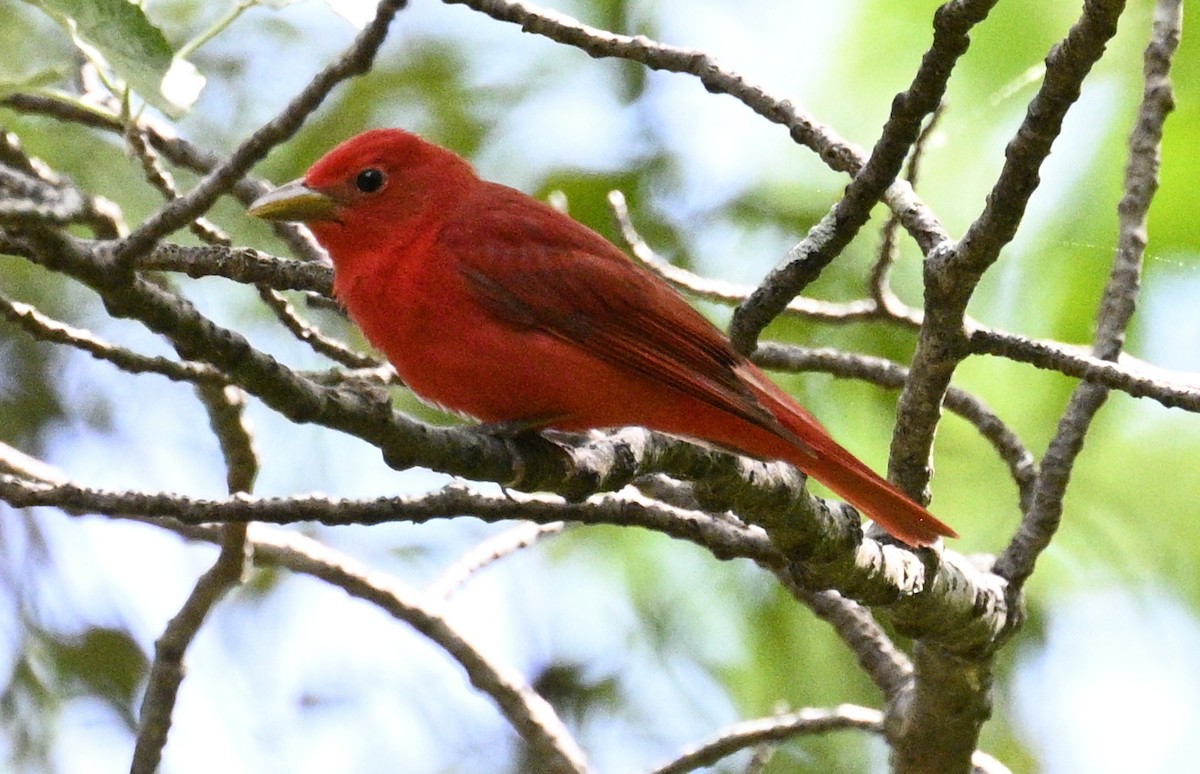 Summer Tanager - ML634615305