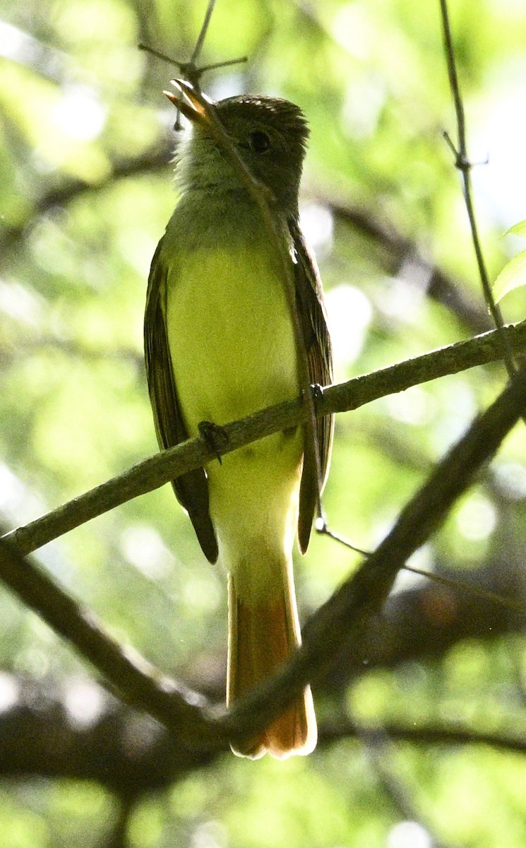 Great Crested Flycatcher - ML634615314