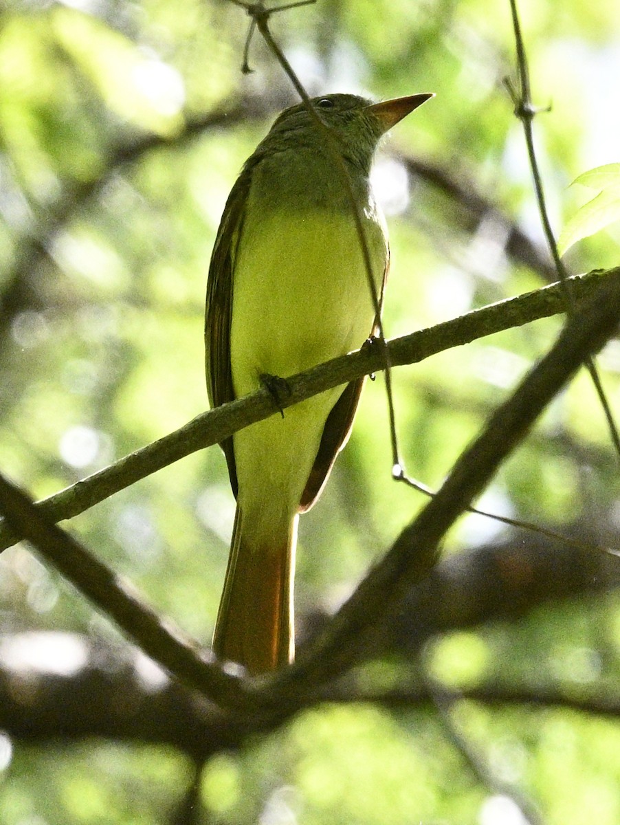 Great Crested Flycatcher - ML634615315
