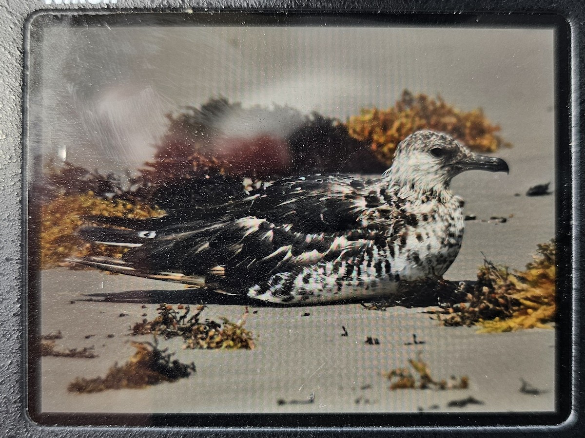 Pomarine Jaeger - ML634615347