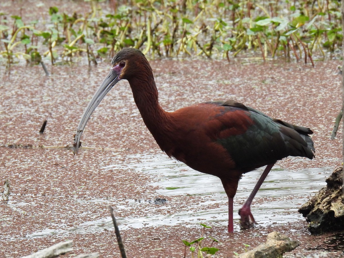 White-faced Ibis - ML634615358