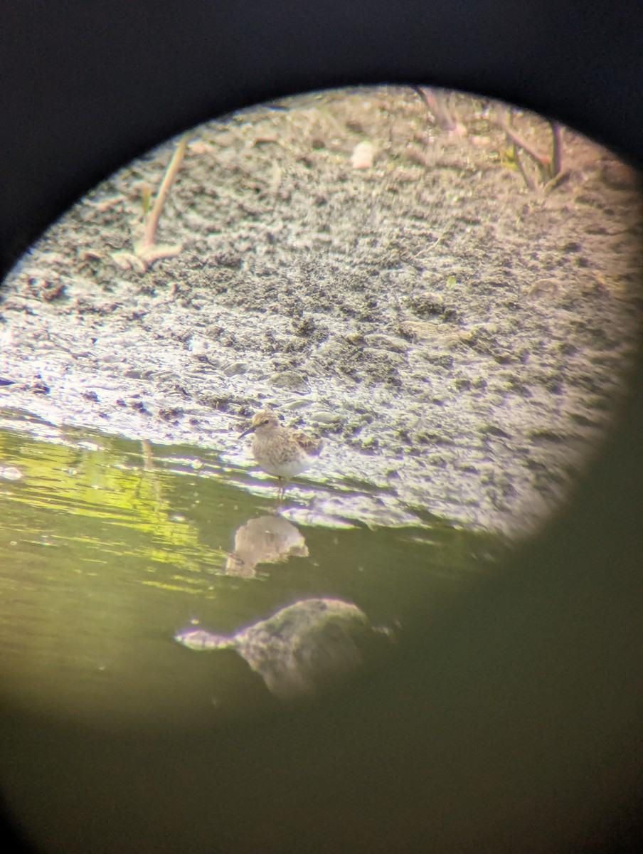 Least Sandpiper - ML634615398