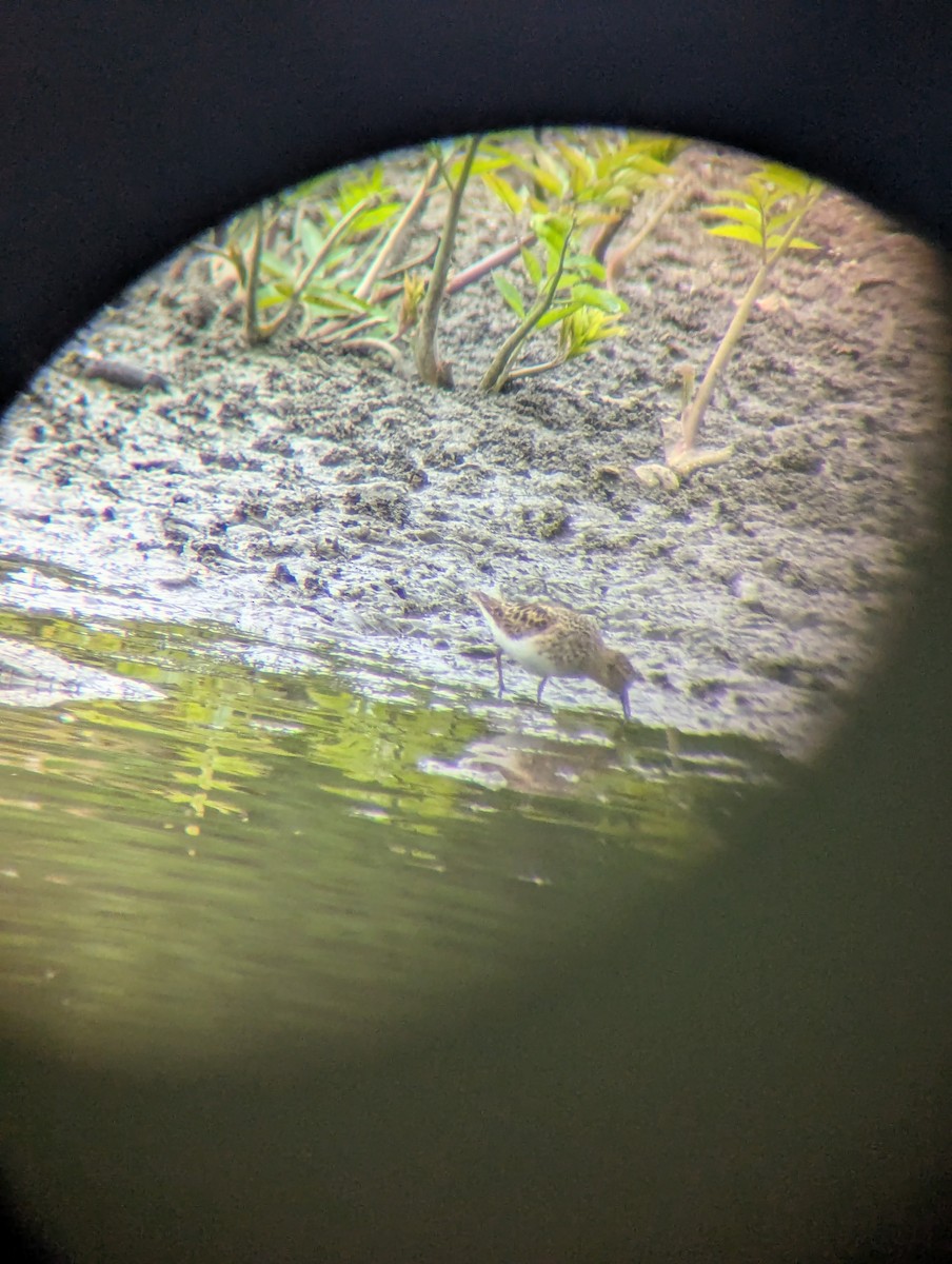 Least Sandpiper - ML634615399