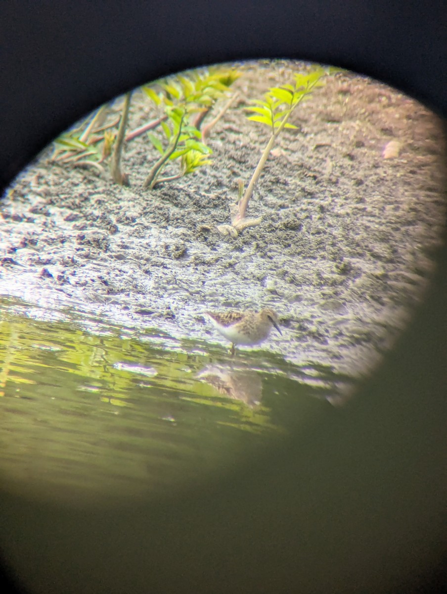 Least Sandpiper - ML634615400